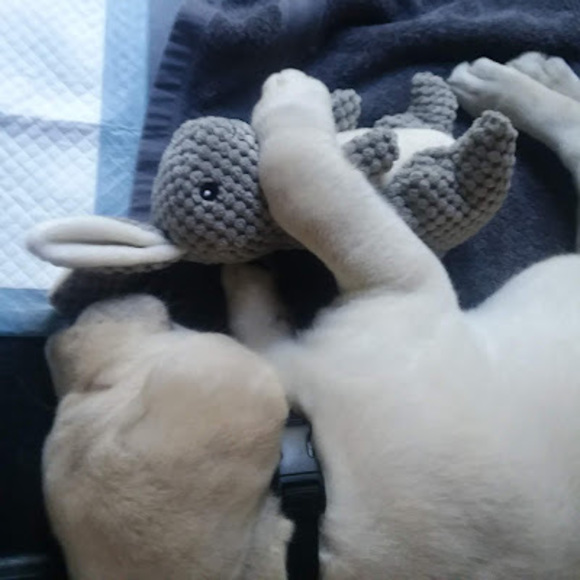 Meet your Posher, Will - Picture 1 of 1